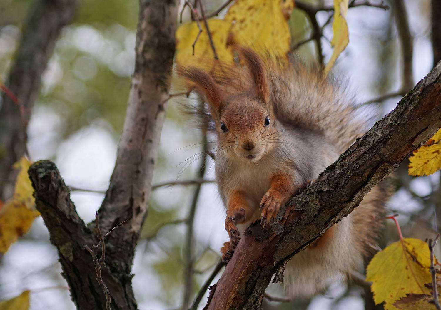 Белка, Чепленко Алексей