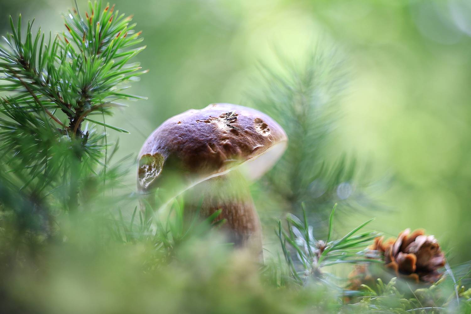 СМС (от белки). Автор: ИРИНА ГОРЮКИНА белый, лес, смс от белки, беларусь, ирина горюкина, ИРИНА ГОРЮКИНА