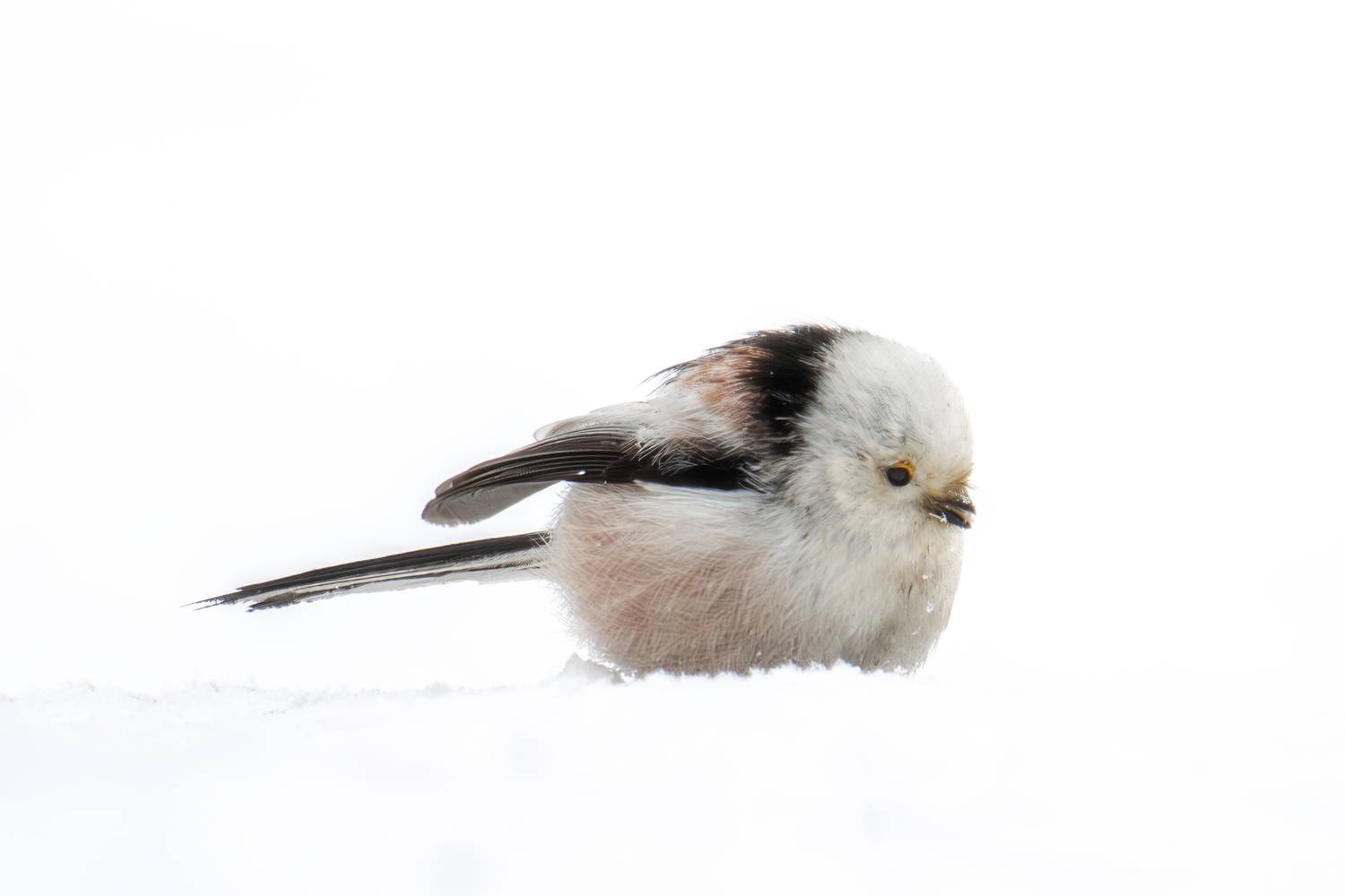 Ополовник. Автор: Морозов Сергей , Морозов Сергей