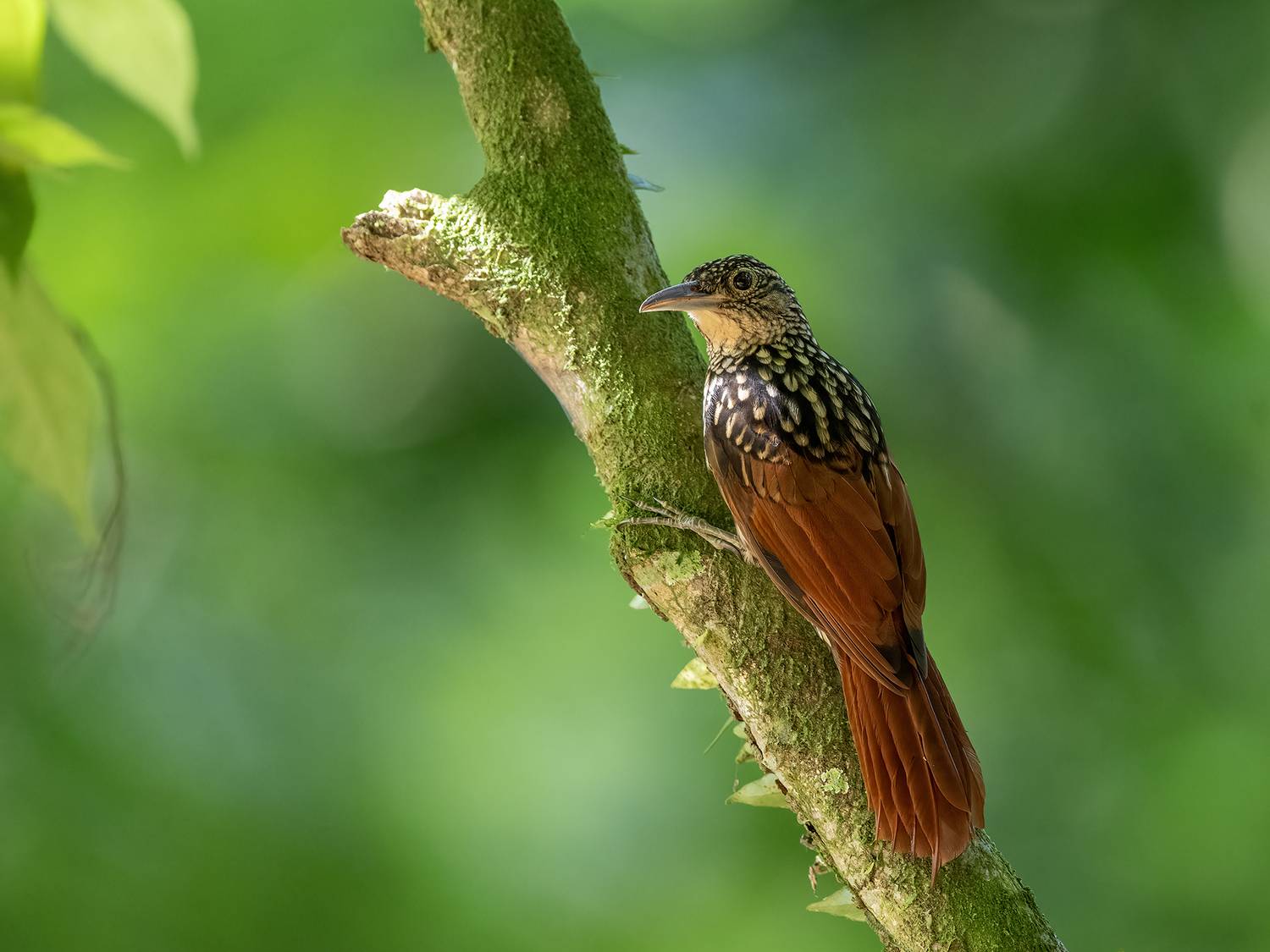 Black-striped Woodcreeper. Автор: Fernando Burgalin Sequeira , Fernando Burgalin Sequeira