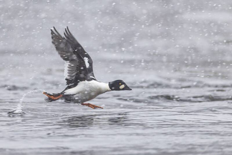 гоголь, снегопад, утки, птицы Гоголиный забегphoto preview