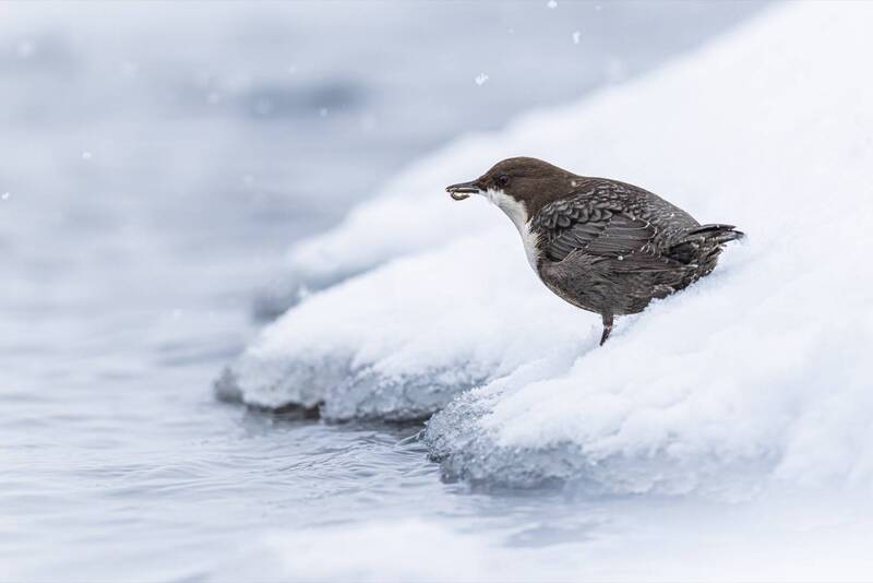Оляпкаphoto preview