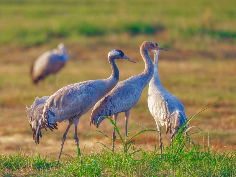 Журавли фото превью