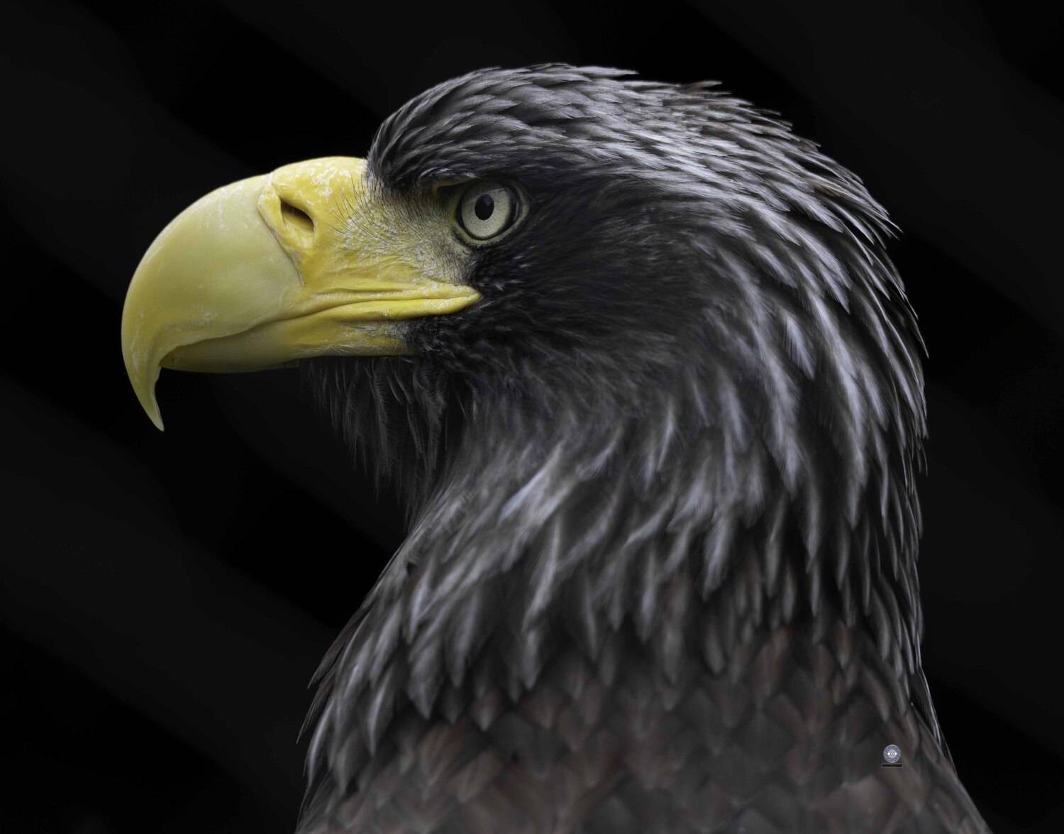 Steller\'s sea eagle. Автор: Ali Pashang , Ali Pashang