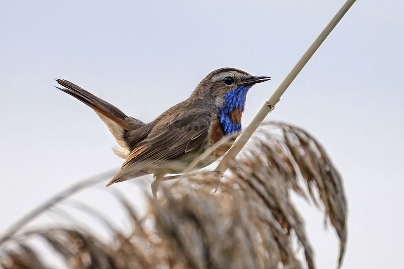 варакушка, птицы, природа Варакушкаphoto preview