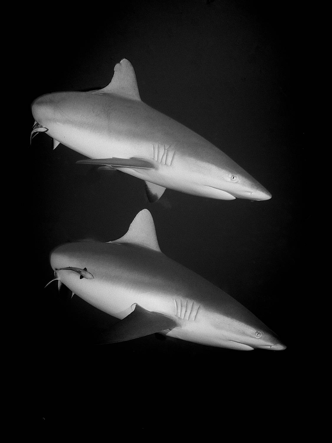 Автор: Dmitry Chikishev , Dmitry Chikishev