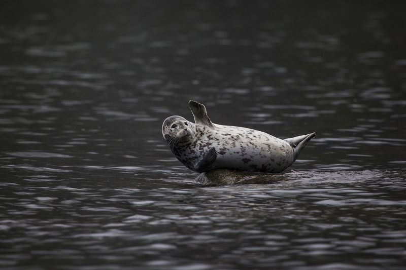 Тюлень, Камчатка, Нерпа Тюленьphoto preview