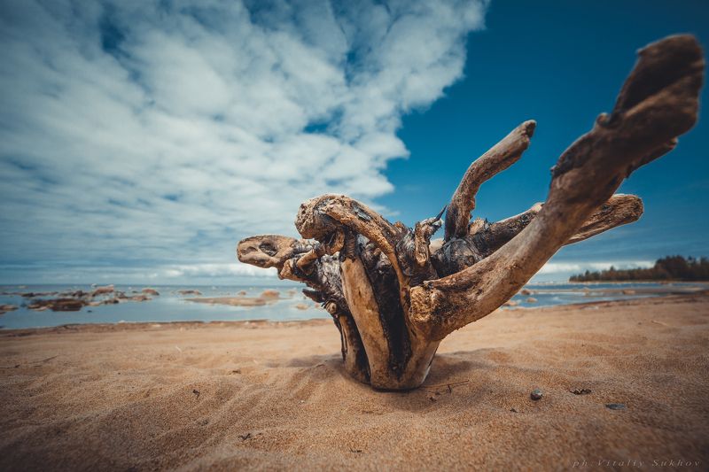 И драконы бывают милыми фото превью