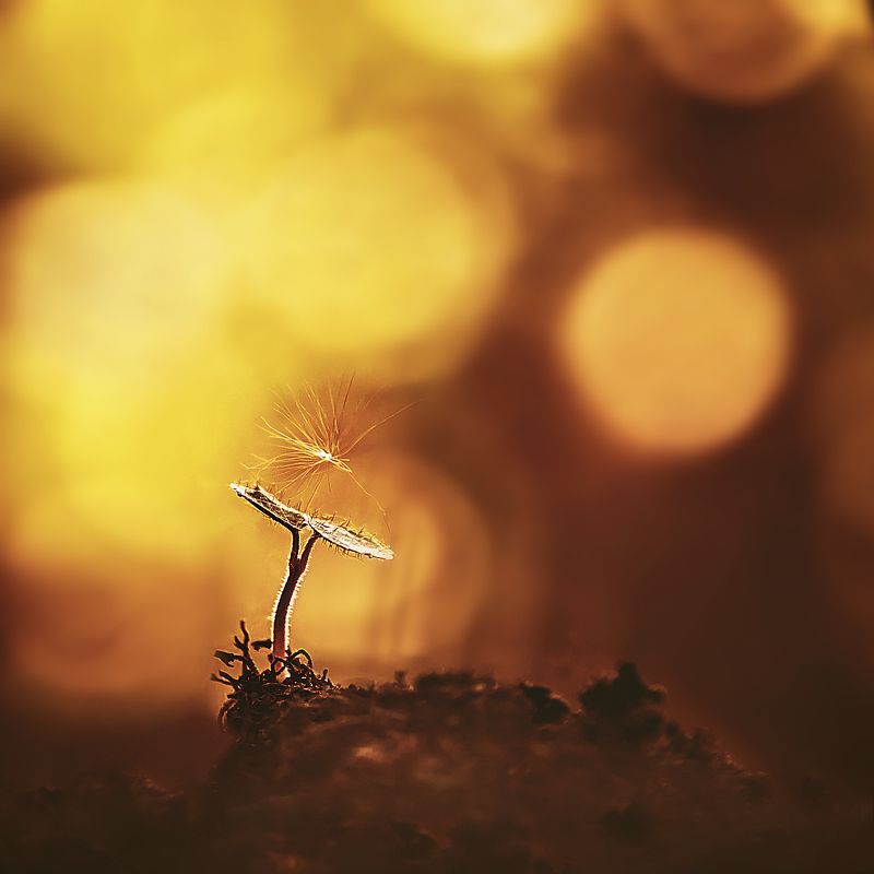 тополиный пухphoto preview