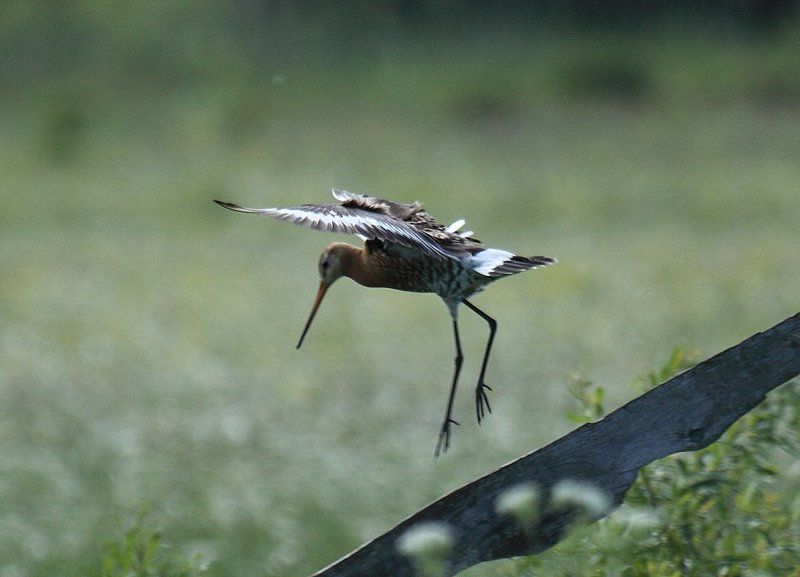 Большой веретенникphoto preview