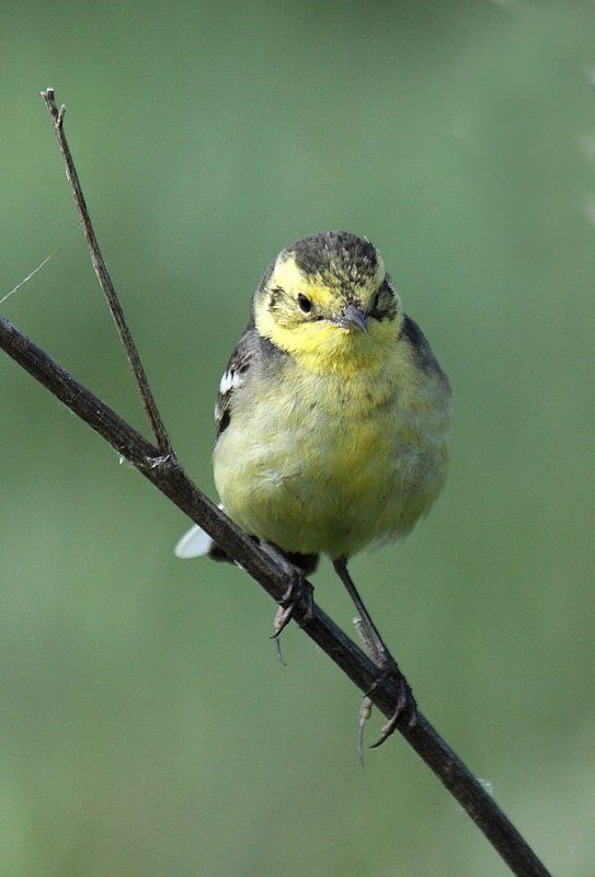 Желтоголовая трясогузкаphoto preview