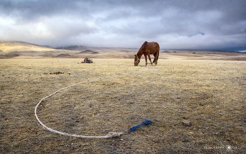 Монголия Конь, привязь, седло. И никого!photo preview