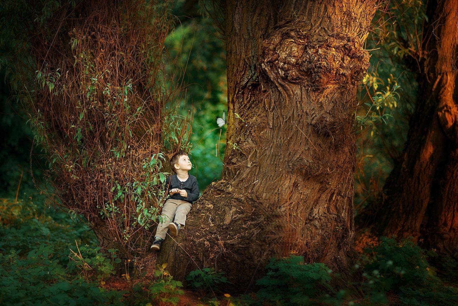 It's a big big world. Автор: Юлия Таратынова мальчик лес бабочка дерево сказка, Юлия Таратынова