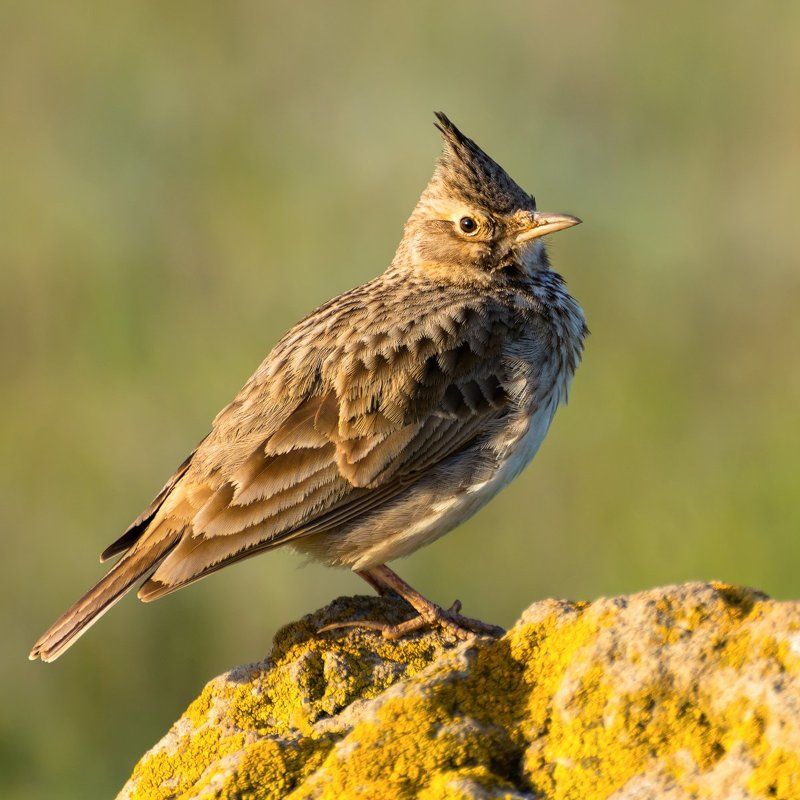 Cristata, Galerida, Жаворонок, Хохлатый Хохлатыйphoto preview