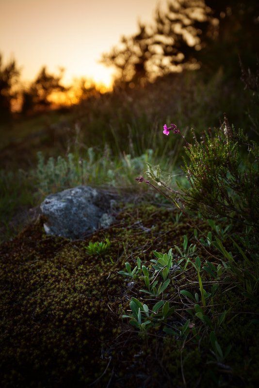 ваккосалми, закат, карелия, сортавала Природа парка Ваккосалмиphoto preview