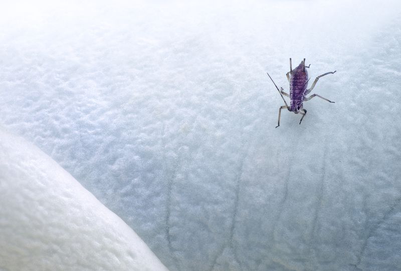 Вниз по снежному склону / Down the snowy slopephoto preview