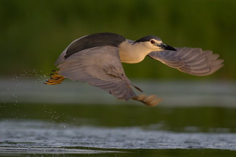 flight, heron, night heron, bird, birds, wild, wildlife, animals, lake, water, sun, sunset, action, bif, birds in flight, bird in flught, borislav, bhristov, borislav hristov, pentax, Bulgaria, Burgas, photography Полетphoto preview