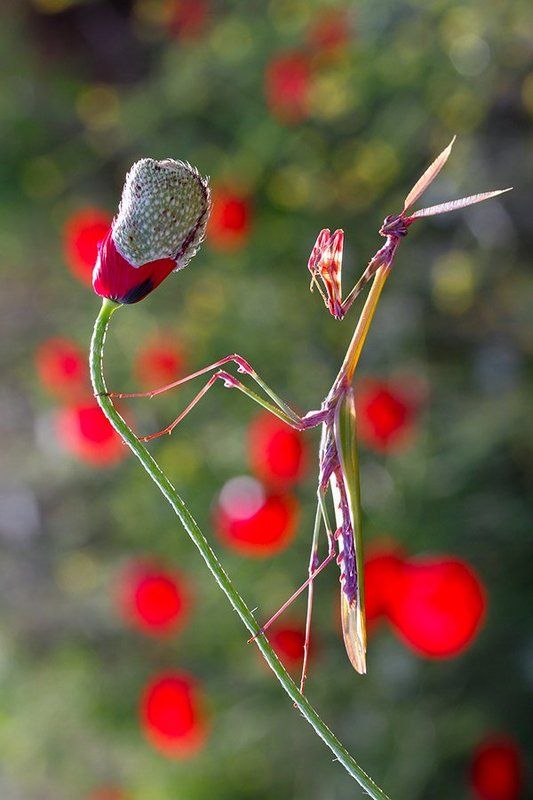 nature, macro, mantis, spring empusa fasciata (male)photo preview