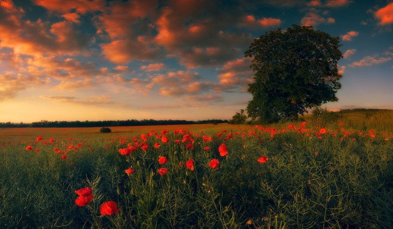 лето, вечер, закат, поле, маки, дерево, свет Закат с макамиphoto preview