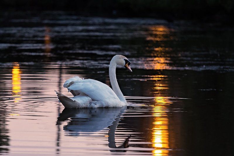 Закат, Лебедь photo preview