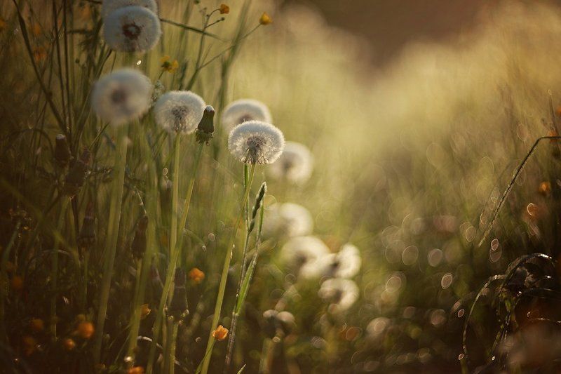 природа, лето, цветы, макро, рассвет, свет, солнце, helios, гелиос Лето-летнееphoto preview