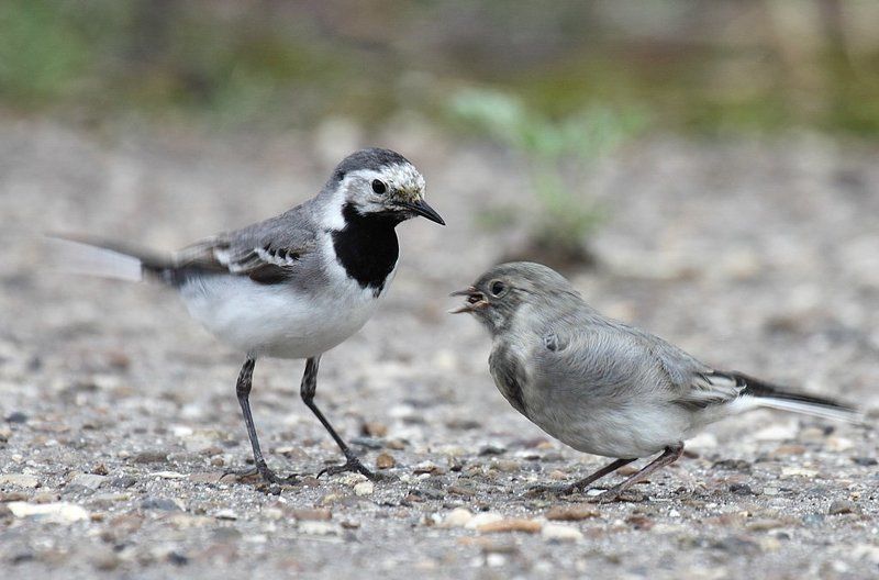 Трясогузка белаяphoto preview