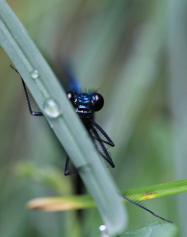 Цыганка в засадеphoto preview