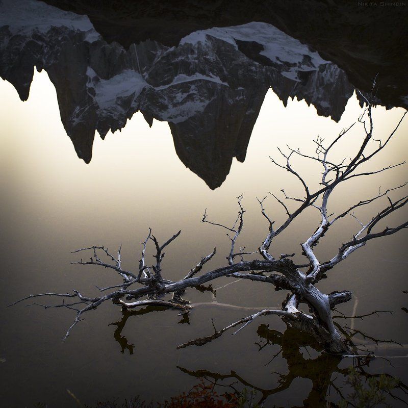 фицрой Patagonian ikebanaphoto preview