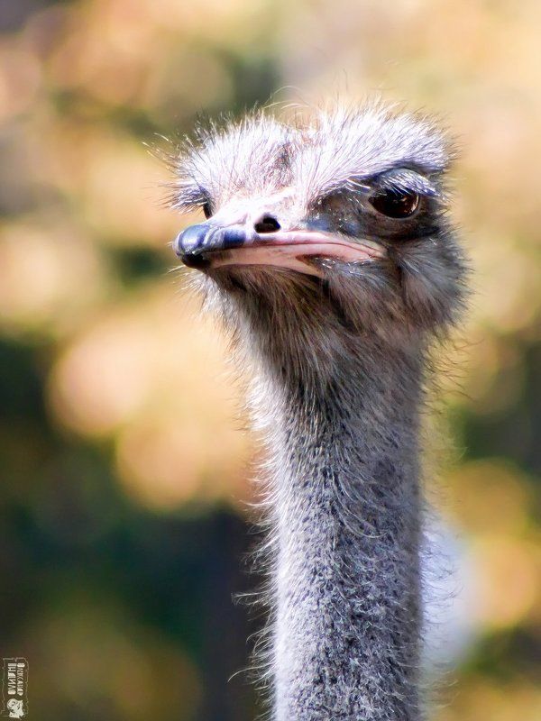 Портрет...photo preview