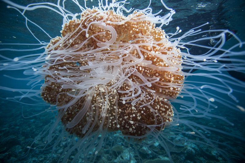 Медуза Медузаphoto preview