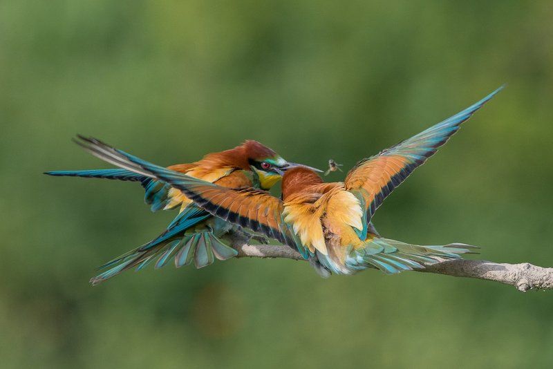 european bee-eater, aves, birds, merops apiaster, dominik chrzanowski wildlife photography European Bee-eater фото превью