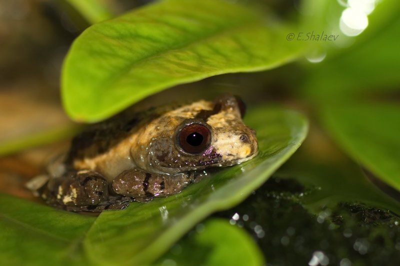 Frog, Theloderma asperum, Амфибии, Лягушка, Телодерма, Телодерма шероховатая Телодерма шероховатаяphoto preview