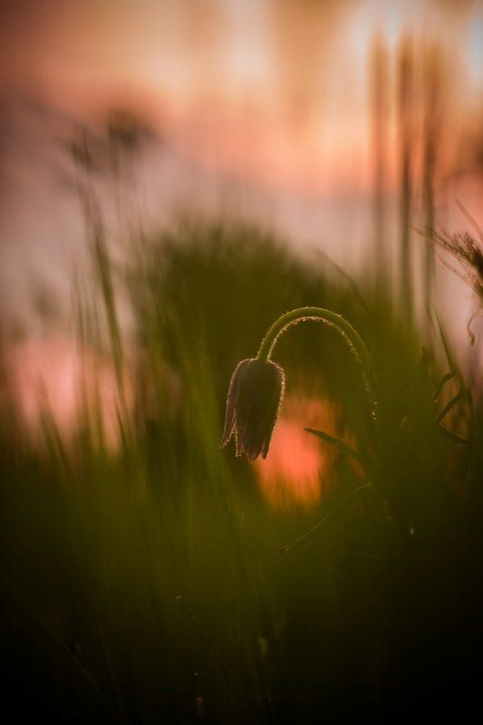 Пробуждение.photo preview