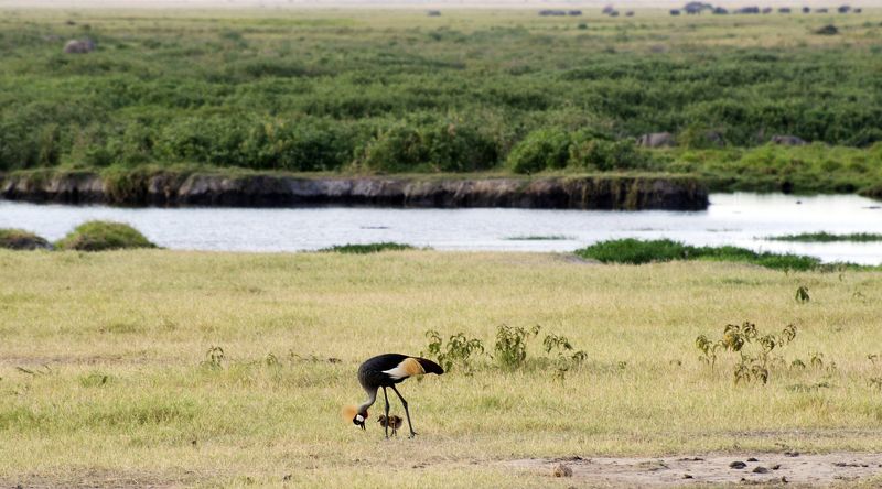Венценосная журавлиха с малышомphoto preview
