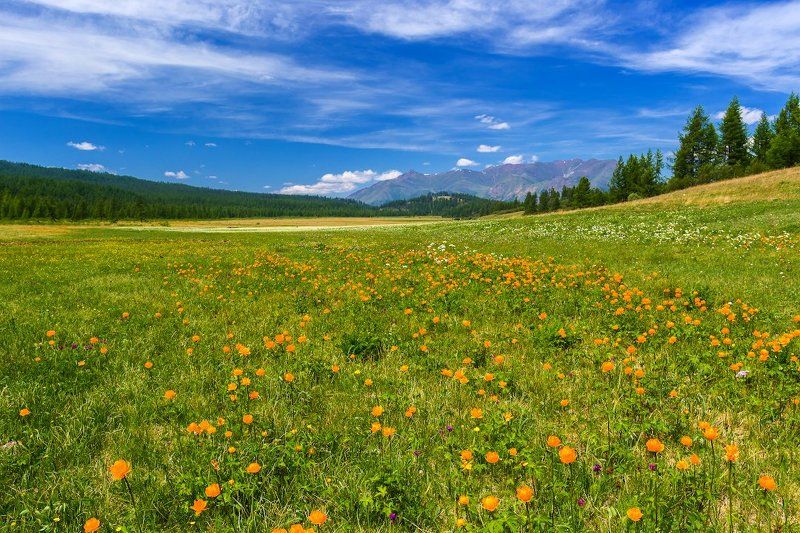 Жарки фото превью