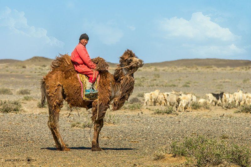 Монголия Любопытный пастухphoto preview