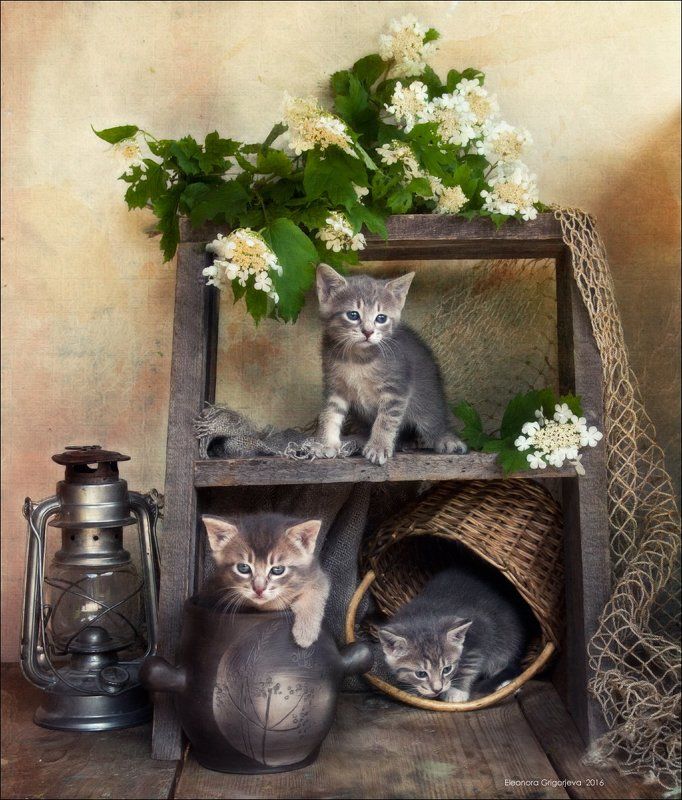 Калина, Котята, Лето, Натюркотики Малыши и летоphoto preview