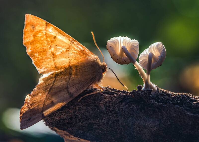 макро, насекомые, бабочки, грибы Лесные истории...знакомство фото превью