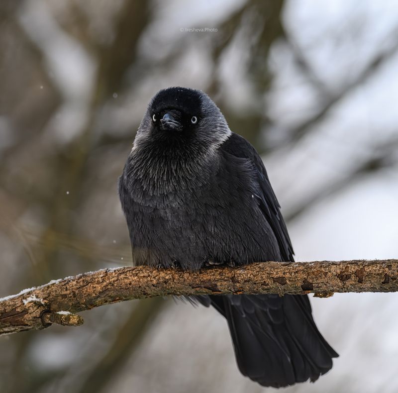 Призадумалсяphoto preview