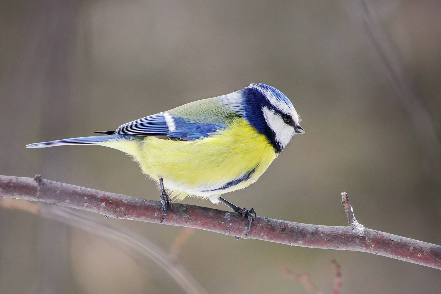 Обыкновенная лазоревка (Cyanistes caeruleus).. Автор: КарОл синица, обыкновенная лазоревка, зелёная лазоревка, лазоревка, синяя синица, cyanistes caeruleus, КарОл