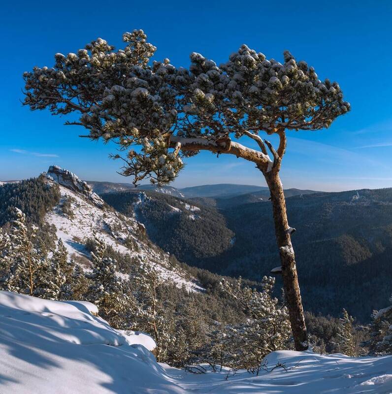 сосна, зима, кружак, иней, мороз, скалы, горы, лес Флаговая сосна фото превью