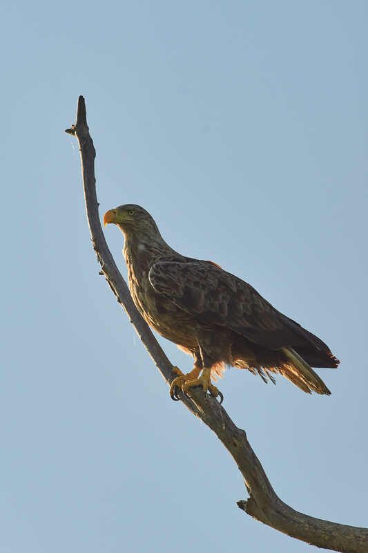 Орлан-белохвостphoto preview