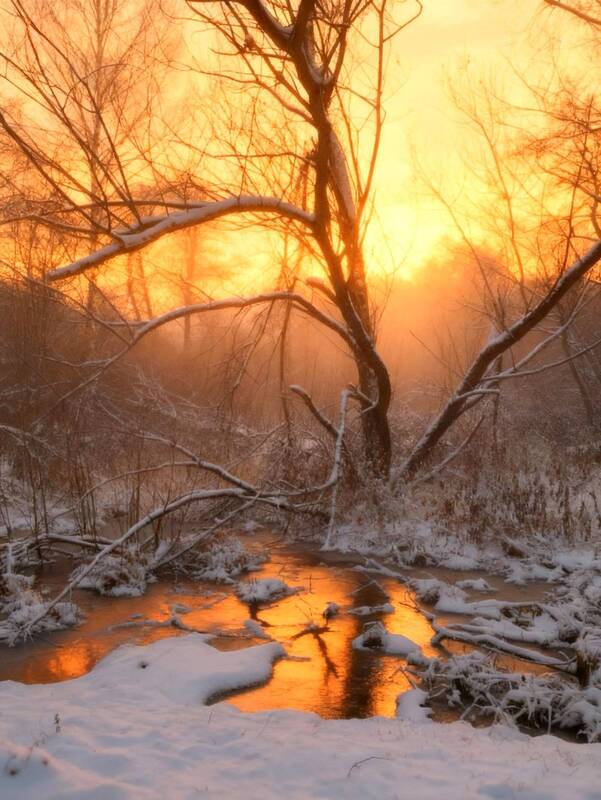 зима, winter, landscape, природа, nature, пейзаж, лес, forest, закат, sunset ***photo preview