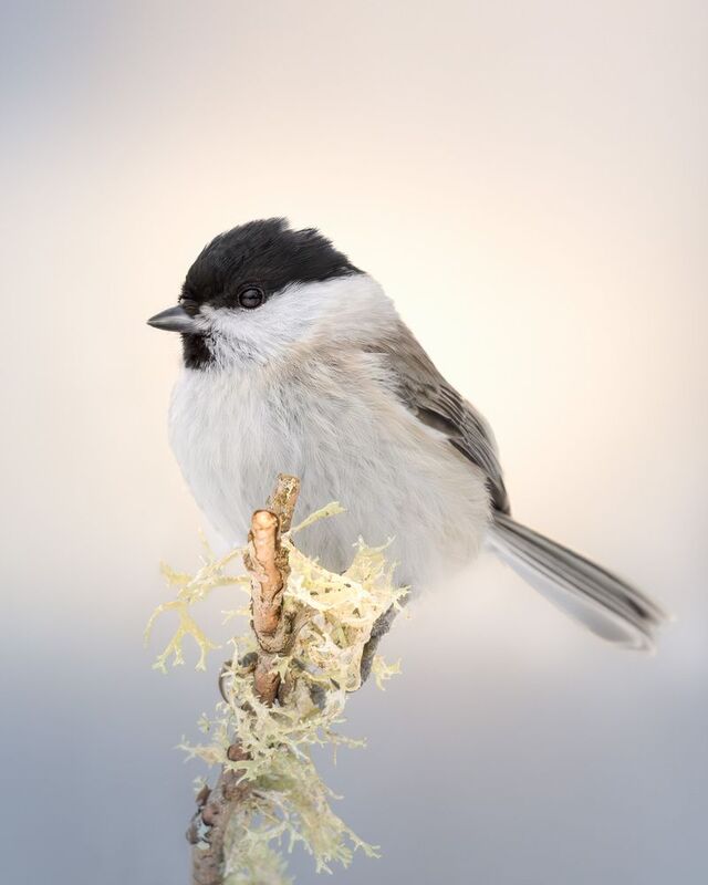 синица, птицы, фотоохота, birdwatching, birds, полет, зима, лес, гаичка, черноголовая гаичка Ожиданиеphoto preview