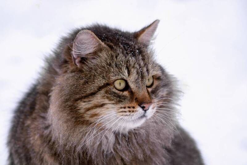 Сибиряк фото превью