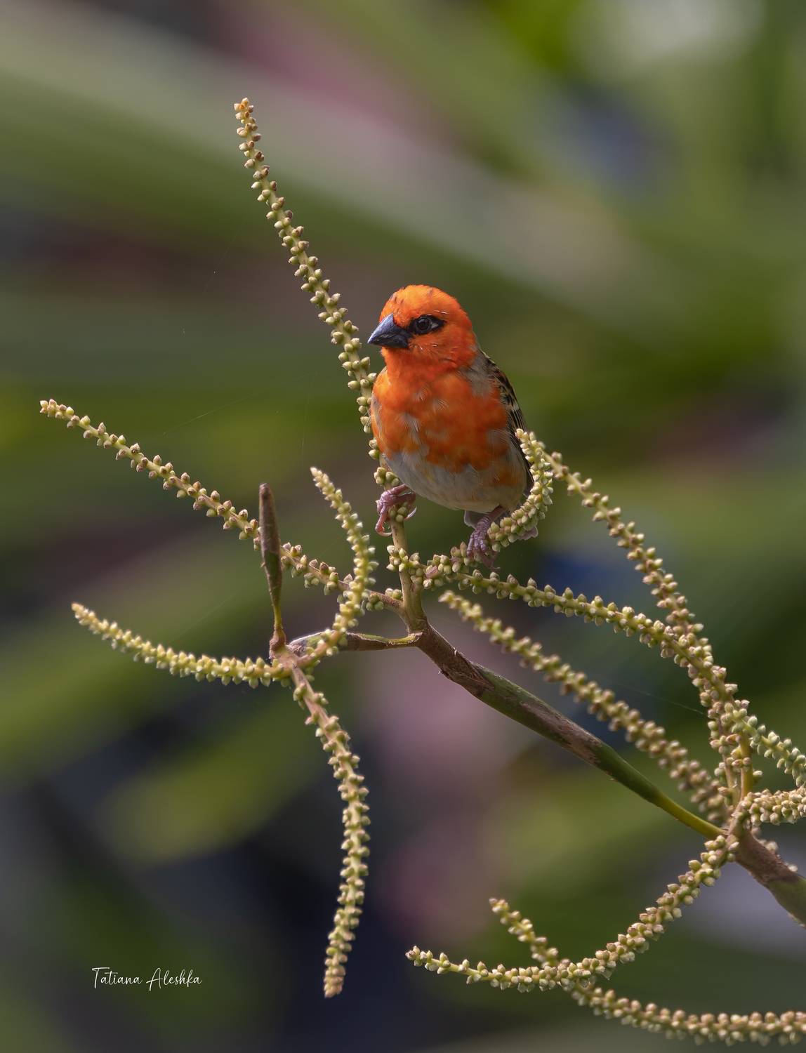 , Алешка Татьяна