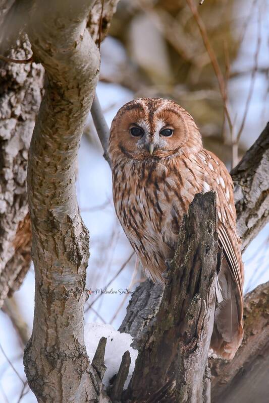 Не совсем серая неясыть. фото превью