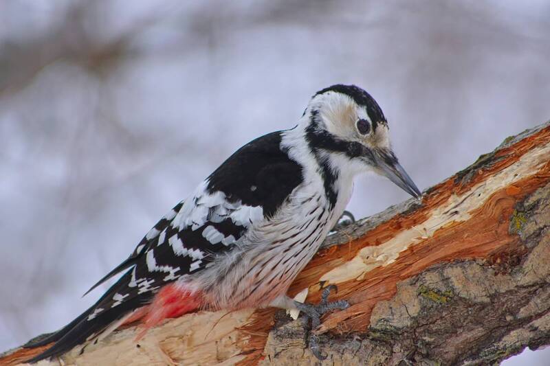 белоспинный дятел, dendrocopos leucotos, Белоспинный дятелphoto preview