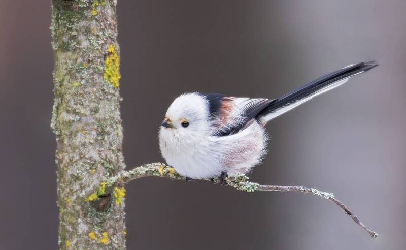 Длиннохвостая синица (Aegithalos caudatus).photo preview