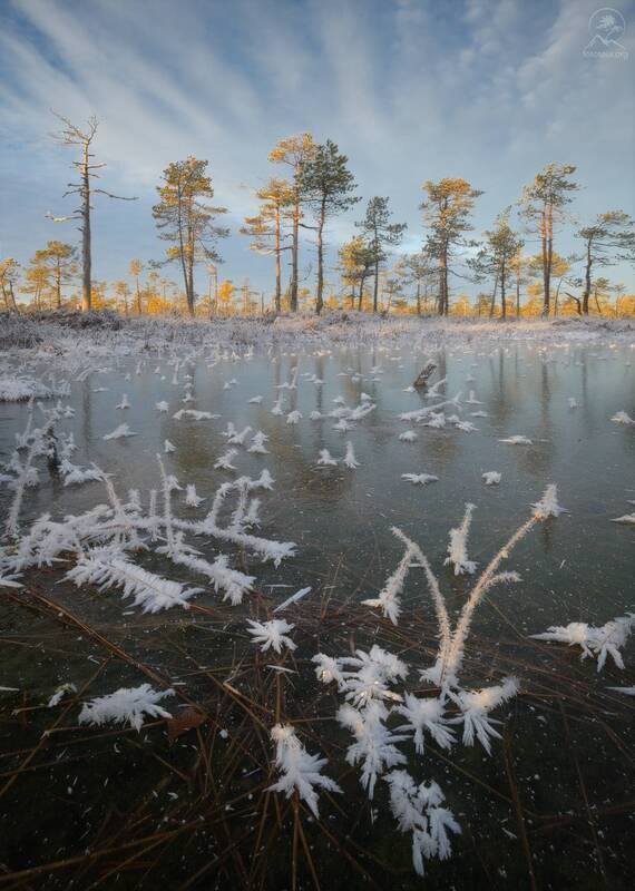 болото, фототур по болотам, ленобласть Первый лёдphoto preview